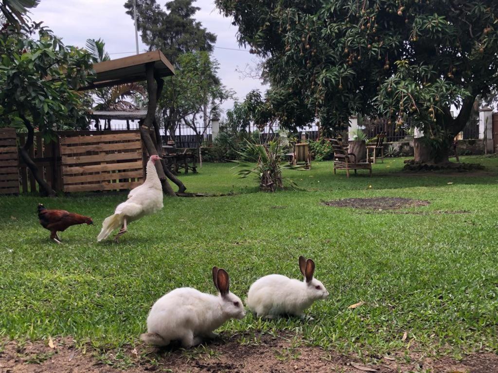 Kivu Beach Garden Gisenyi Exterior foto